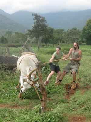 A man and woman in a field untangling a cow.
